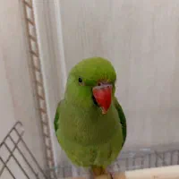 ملنگو نر فول دستی سخنگو جوان و سالم