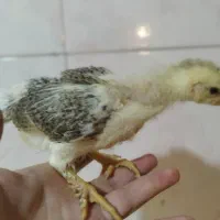 امپراتور