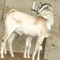 گیسه صومال باکهره نر صومال