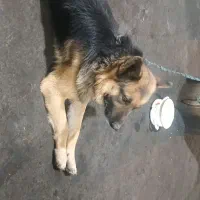 سگ ژرمن حدود ۸ماهه
