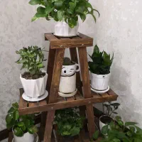گل و گیاه طبیعی