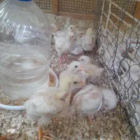 جوجه گوشتی نژاد راس