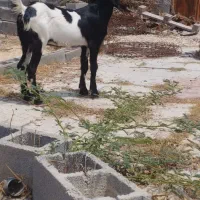 سلام فروش  تیشتر دو رگ پاکستانی آبستن درجه یک