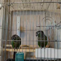 گرینجیک|پرنده|فیرورق, |دیوار