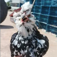 تخم گلین سوپرفول