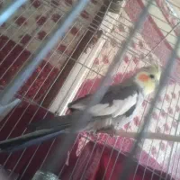 دوعدد عروس هلندی نر وماده