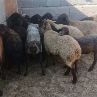 گوسفند داشتی