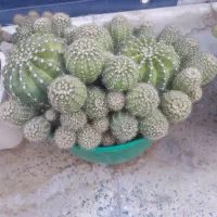 گلهای کاکتوس بسیارزیبا