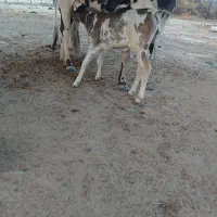 گاو فروشی با گوساله ماده