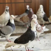 کبوتر گرفتنی