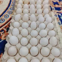 تخم مرغ محلی