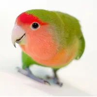 طوطی برزیلی نر خازم