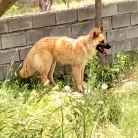 سگ ژرمن ۹ ماهه نر با ۳ تا توله پاکوتاه عروسکی