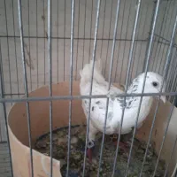 کبوترسالم ب شرط