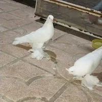کفتر لوتی