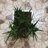 گل شاخه گوزنی