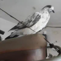 قاره سبز نر پرشی
