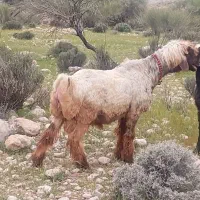 قوچ