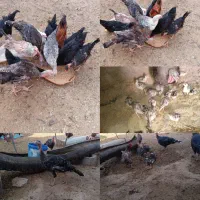 جوجه بوقلمون و جوجه محلی