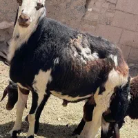 قوچ پلنگی به شرط