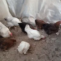 مرغ ثخم گذار