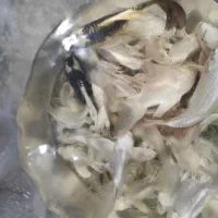 ماهی کوی ساده شورت بادی سوپرباله پلاتینیوم وارداتی
