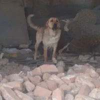 سگ پژدر