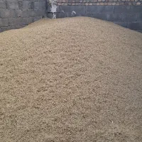 جو دیم درجه۱