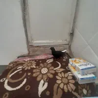 جوجه کفتر فروشی