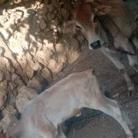 گاوو