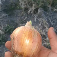 فروش نانوایی