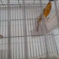 قناری سوپری قواره دار