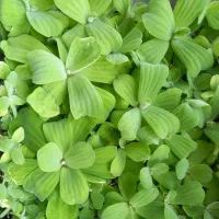 گیاهان آکواریومی مقاوم بدون نیاز به co2، ماسه و شن