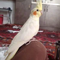 یک عدد عروس هلندی