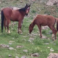 کرمادیون ماده هنوز سواری نشده۲سال نیم
