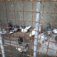 15تاسرورورنگه