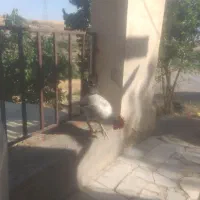 خروس