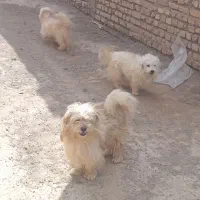 سگ پا کوتاه