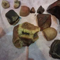 سنگ فسیلی همه با هم ده میلیون