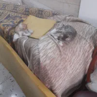 گربه رایگان