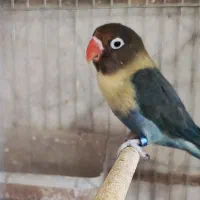 طوطی . عروس هلندی . برزیلی. . فیشر