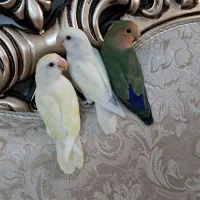 طوطی برزیلی ۱۰ ماهه چلوندنی