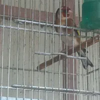 سهره نر
