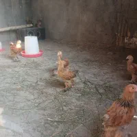 جوجه برهما پاتریچ بوف
