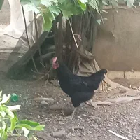 مرغ تخم گذار