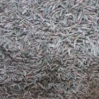 زیره تازه