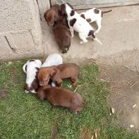 فروش سگ شکاری سیتر نروماده