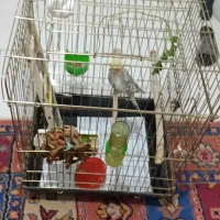 عروس هلندی