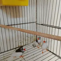 فنچ مولد سالم