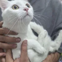 گربه آنکارا